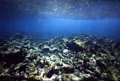 habitat destruction ocean
